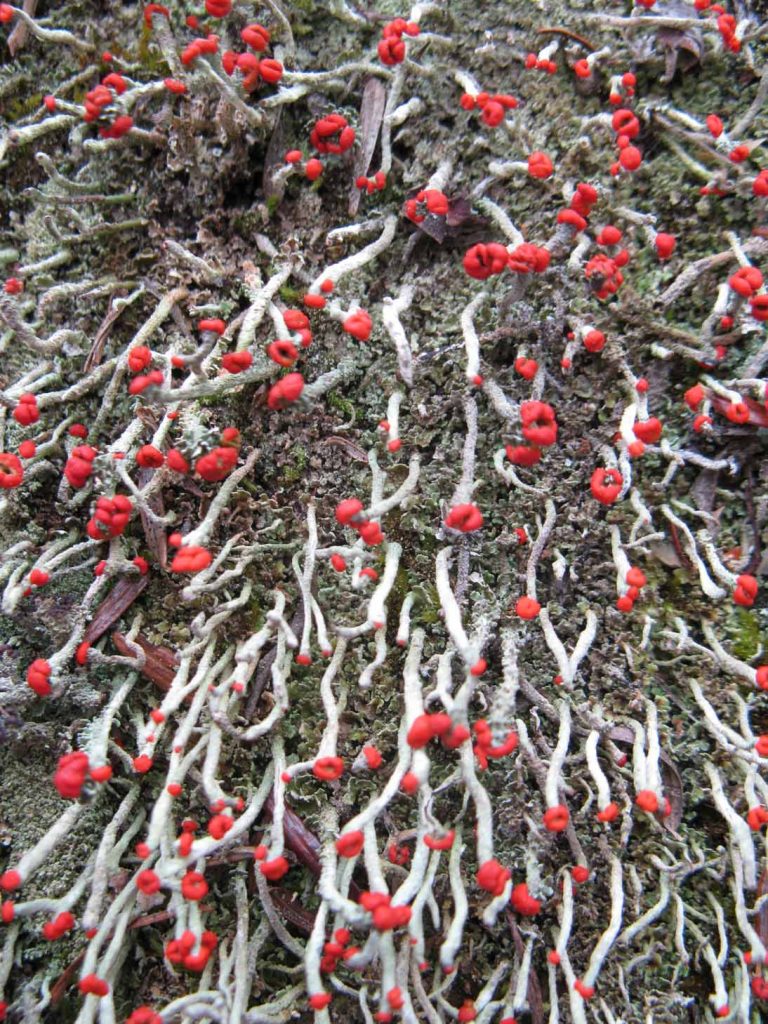 British-soldier-lichen