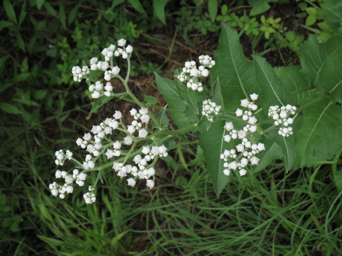 Wild Quinine (Parthenium integrifolium)