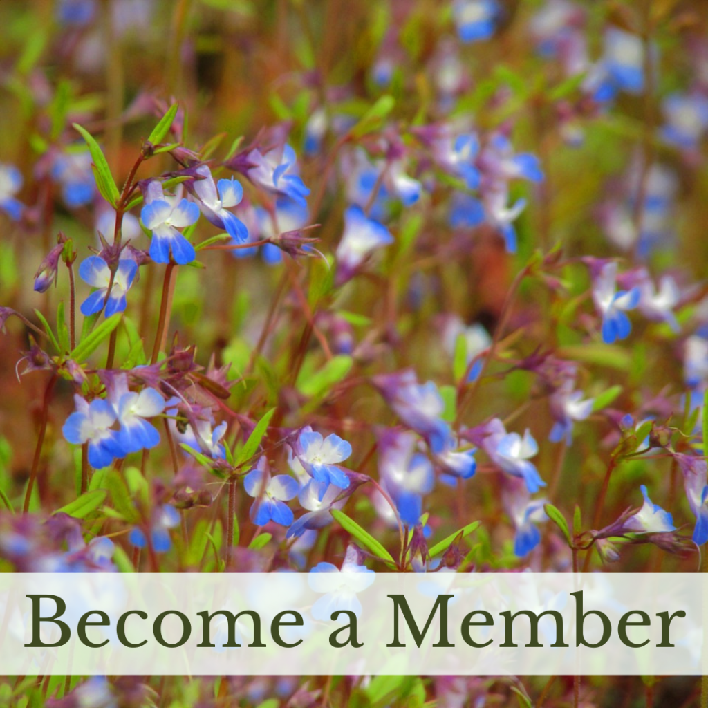 Image Link to Membership Purchase Page