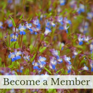 Become a Member Link