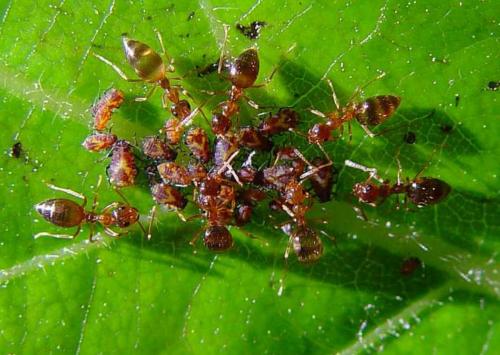 Ants-Herding-Aphids