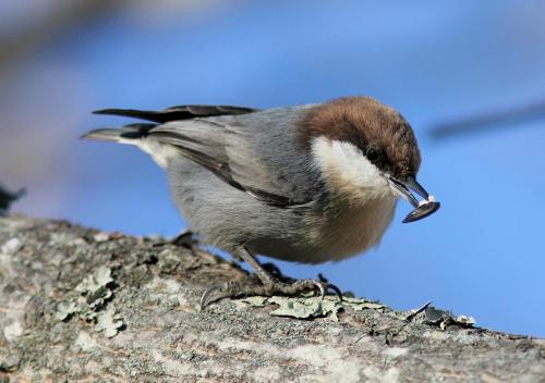 Brown-Headed-Nuthatch