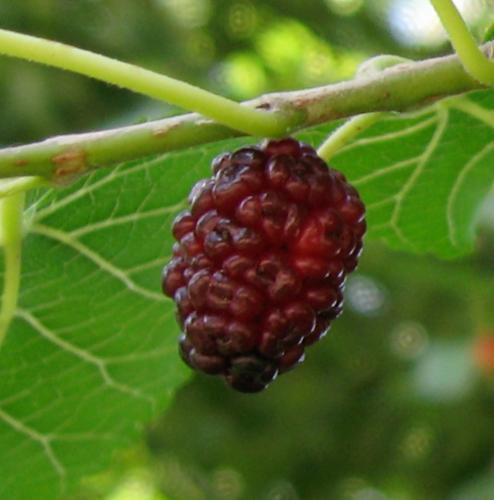 Mulberry-Fruit