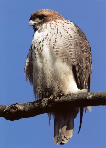 Red-Tailed-Hawk