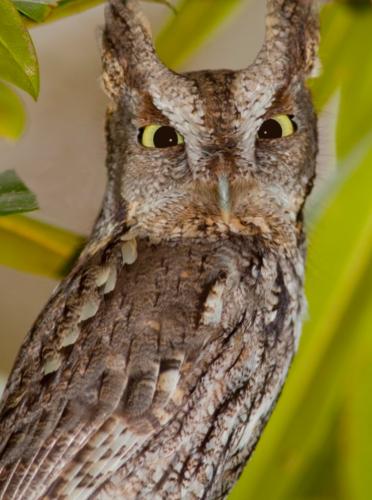 Screech-Owl